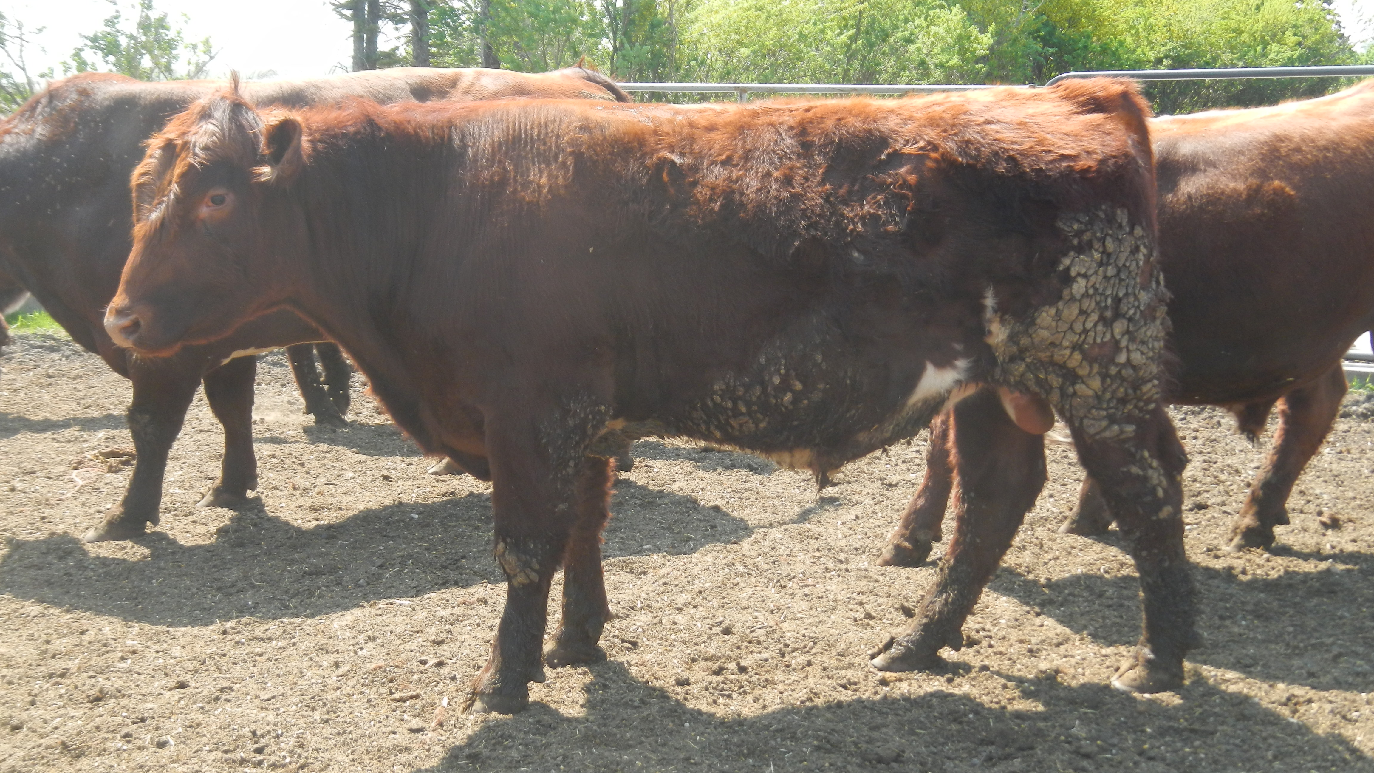 Shorthorn bulls
